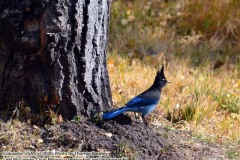 Fun in Grand Lake, Colorado. Sunday, October 4, 2020. https://technotink.net/adventures/?p=3027 The Adventures of Sir Oisin Leif:  Saga 1 - Dual states at https://technotink.net/adventures/?page_id=2.  Photography by Sir Oisin Leif, Thomas Baurley, Leaf McGowan, Technotink.net/photography  (c) 2020. All rights reserved.