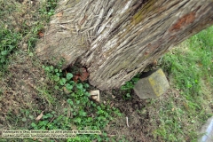 Presbyterian Cemetery - Zombie Land PA (http://www.technogypsie.com/reviews/?p=39779). Return to a Life as a Shovel Bum: Chronicle 29 - Chronicles of Sir Thomas Leaf  and Prince Cian.  Adventures in Ohio. Photos taken November 12, 2018.  To read the adventures, visit   http://www.technogypsie.com/chronicles/?p=43403.   All photos and articles (c) 2018.  Technogypsie.com - by Leaf McGowan and Thomas Baurley. All rights reserved. www.technogypsie.com/photography.