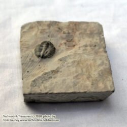 Fossils