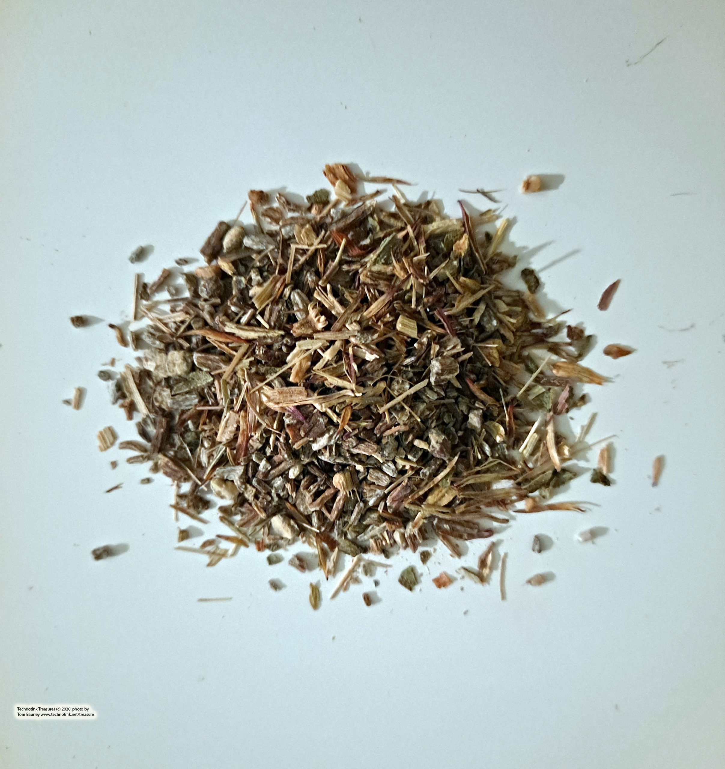 Echinacea angustifolia - c/s, 1 oz