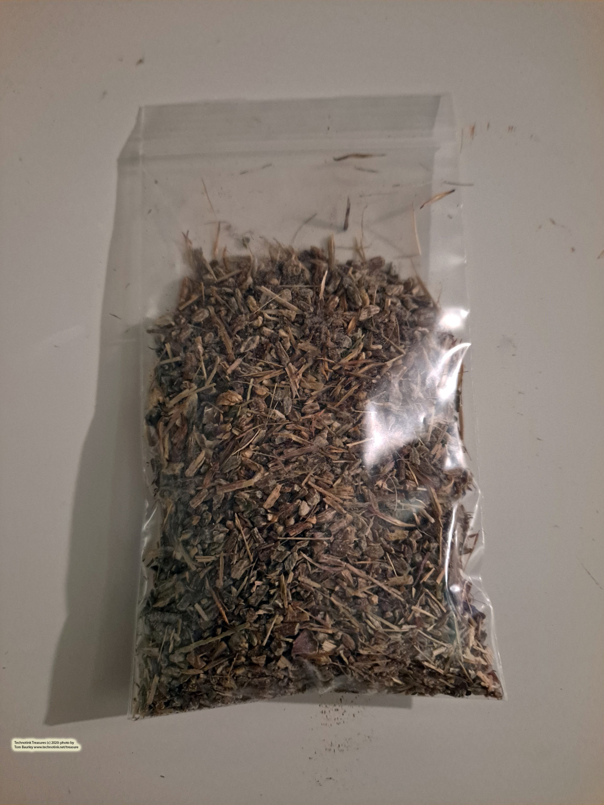 Echinacea angustifolia - c/s, 1 oz - Image 3