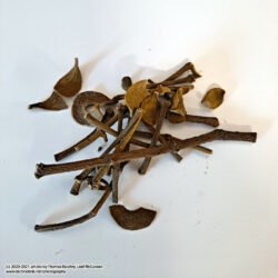 Mistletoe, American - one ounce