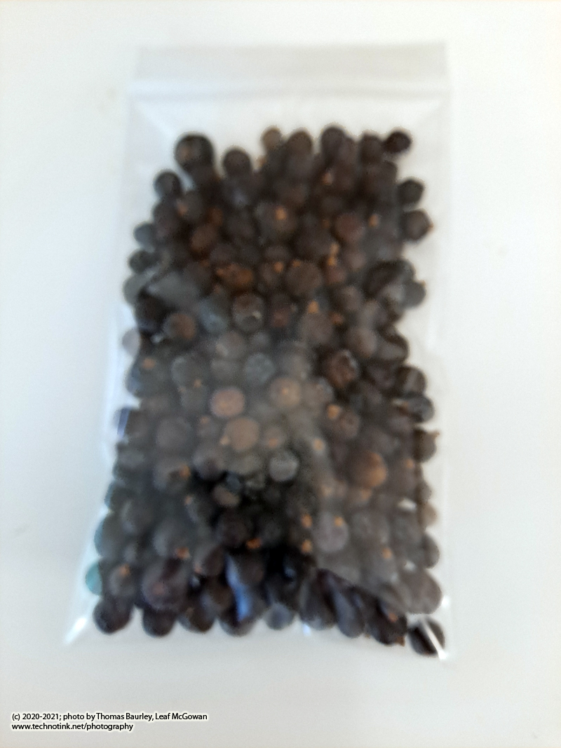 Juniper Berries, whole - 1 ounce - Image 2
