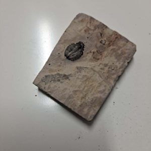 Small Trilobite Fossil in cut slab