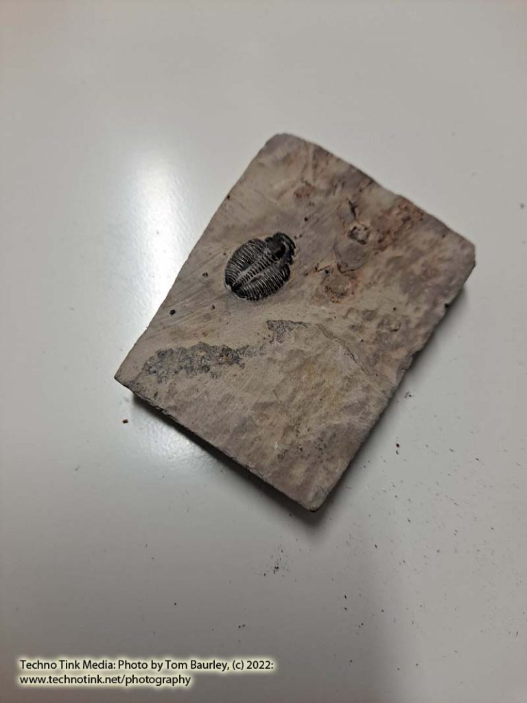 Small Trilobite Fossil in cut slab