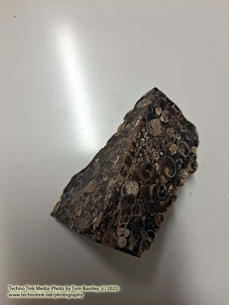 Small cut chunk rough Turritella Agate fossil - Image 4