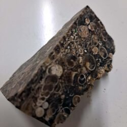 Small cut chunk rough Turritella Agate fossil