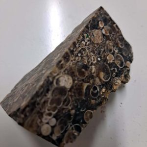 Small cut chunk rough Turritella Agate fossil
