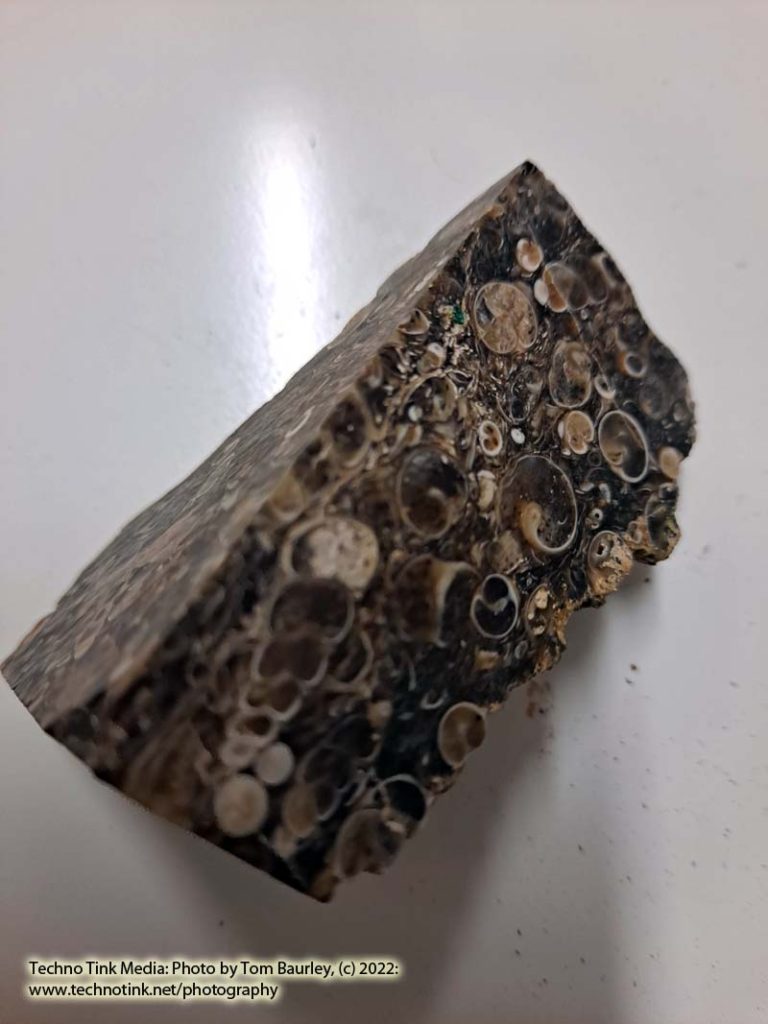 Small cut chunk rough Turritella Agate fossil