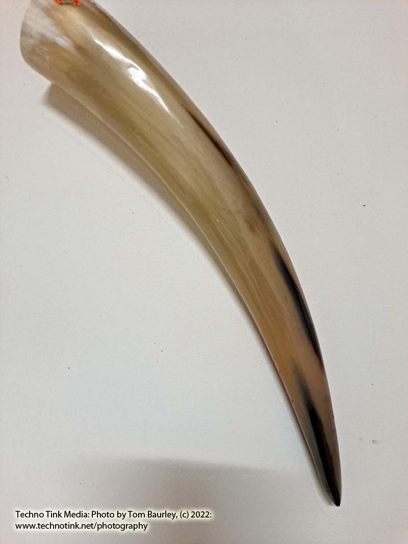 Large Tan white Polished Viking Drinking Horn 14.5x2.5x2.5 - Image 2