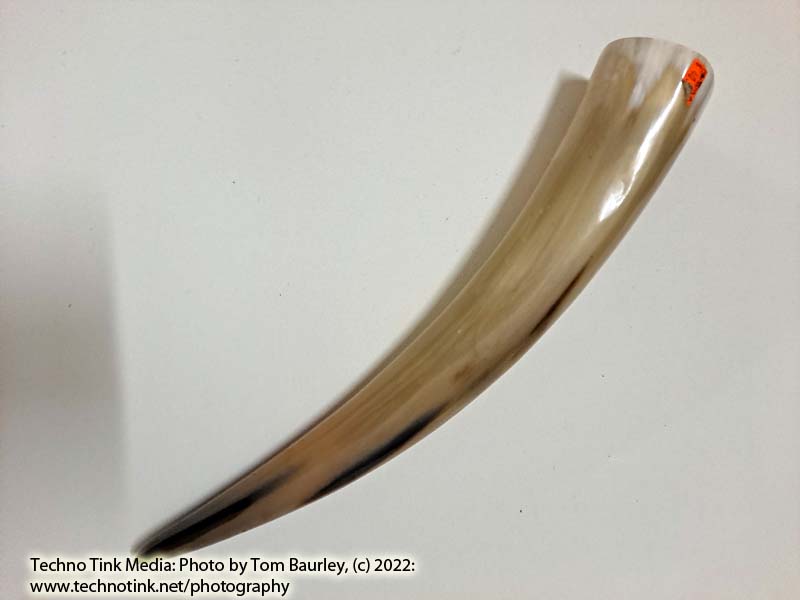 Large Tan white Polished Viking Drinking Horn 14.5x2.5x2.5 - Image 3