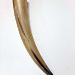 Large Tan white Polished Viking Drinking Horn 14.5x2.5x2.5