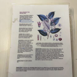 Laminated Tree Info Sheet: Styrax Benzoin Tree - Benzoin Gum
