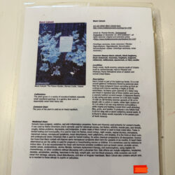Laminated Tree Info Sheet: Black Cohosh