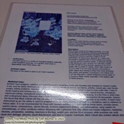 Laminated Tree Info Sheet: Black Cohosh