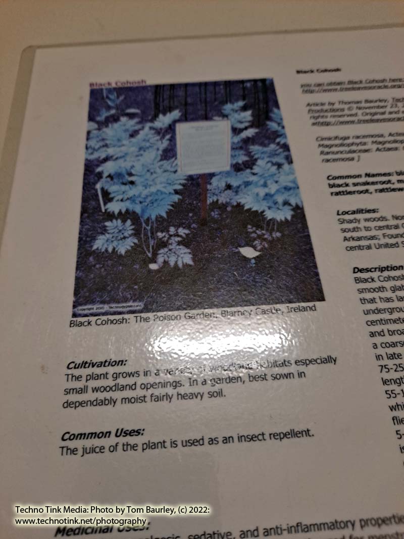 Laminated Tree Info Sheet: Black Cohosh - Image 3