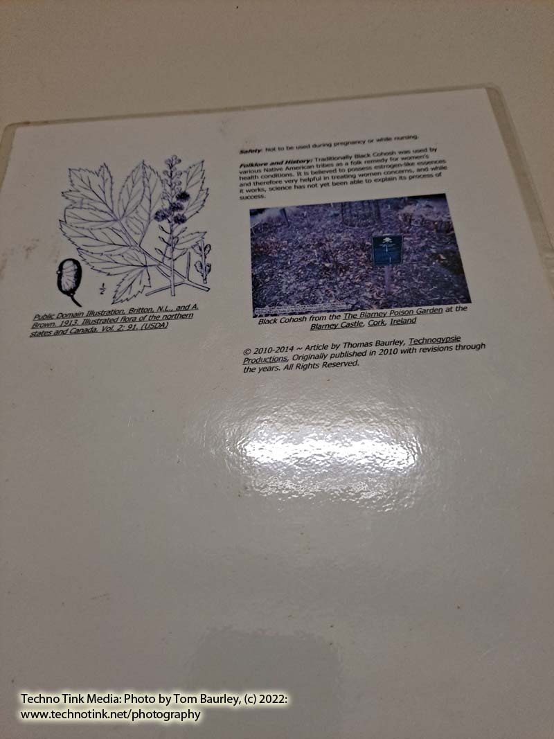 Laminated Tree Info Sheet: Black Cohosh - Image 4