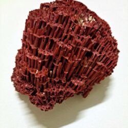 Large Red Organ Pipe Coral Chunk
