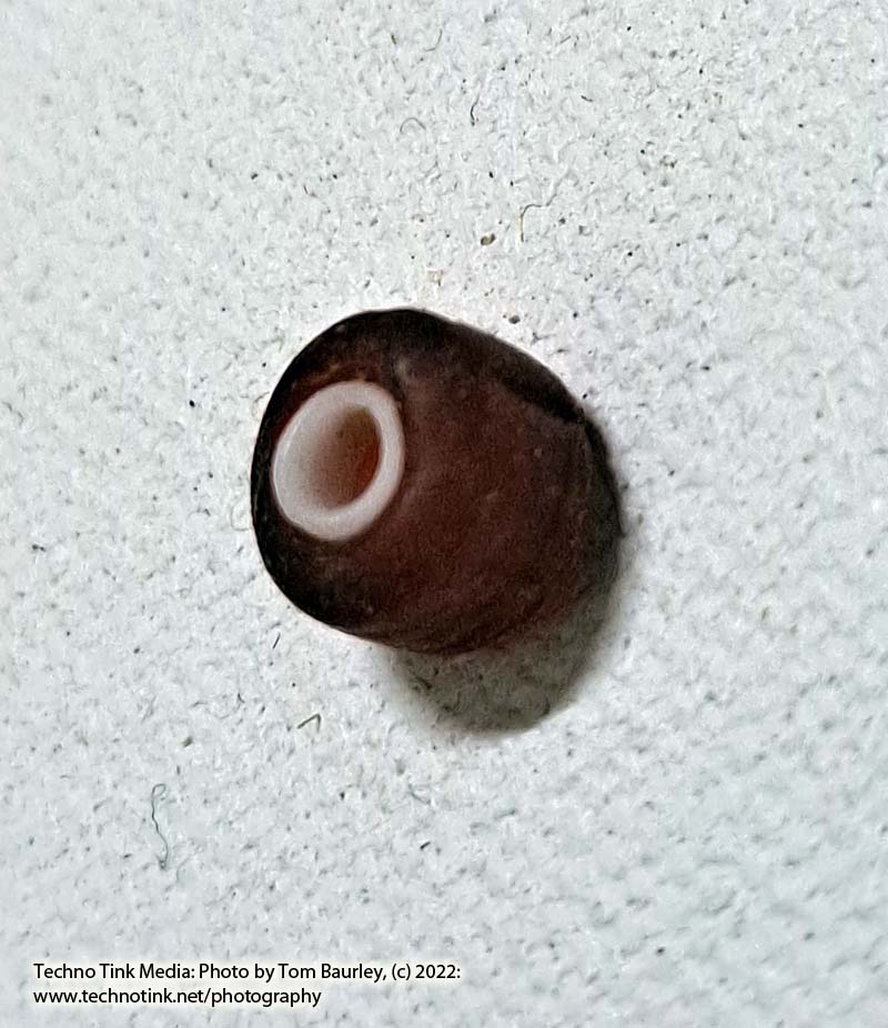 Viking Grave Glass Bead - Replica, Dark Blood Red Corn Kernel Shape Oval