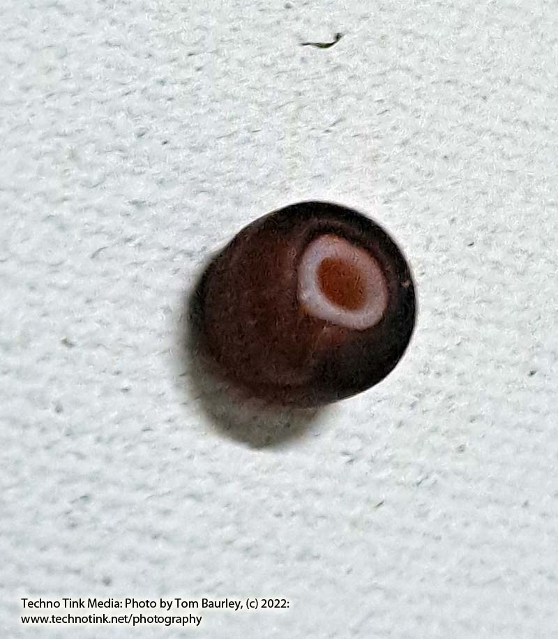 Viking Grave Glass Bead - Replica, Dark Blood Red Corn Kernel Shape Oval - Image 4