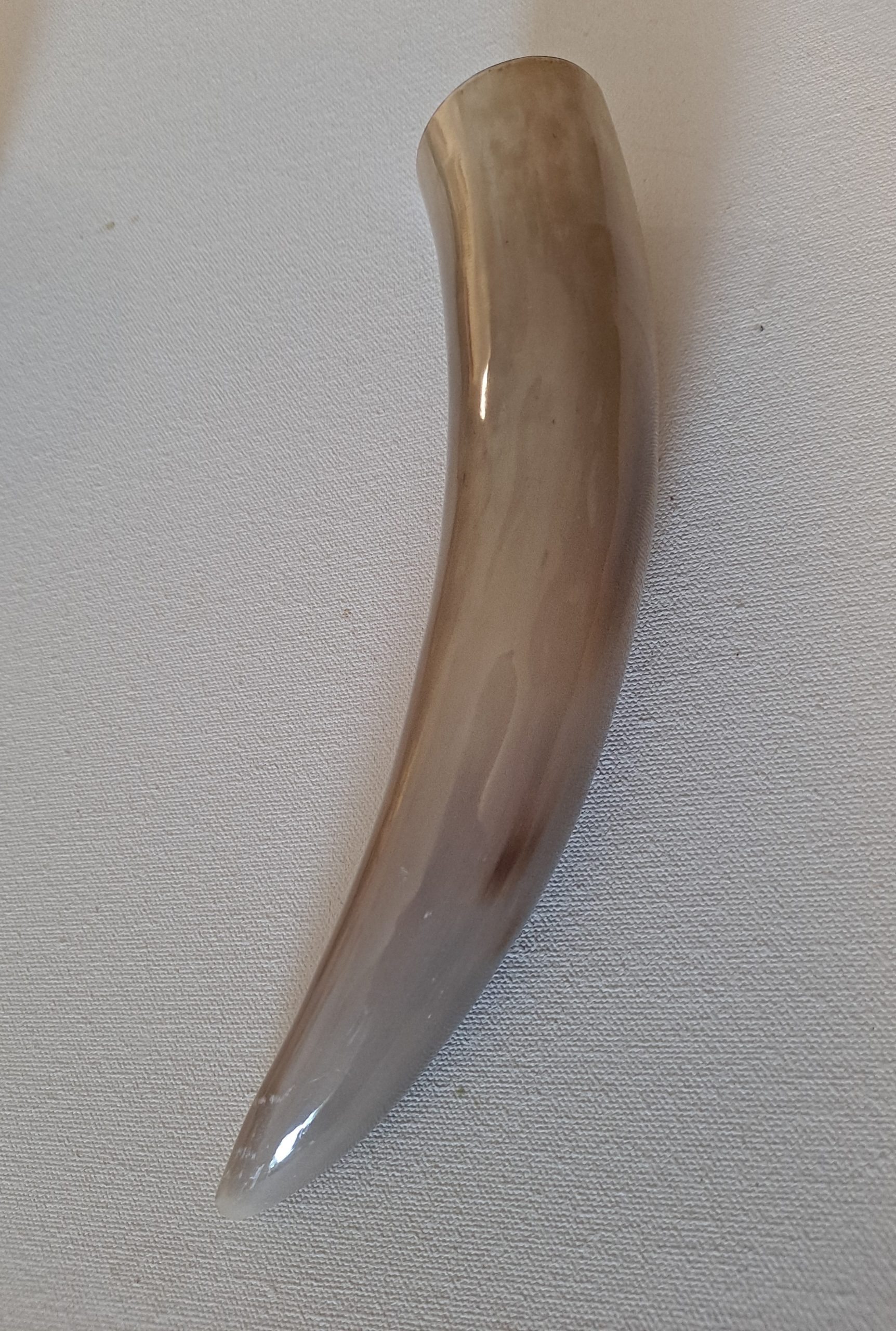 Tan or Beige 7-9" Buffalo Drinking Horn, Polished - Image 3