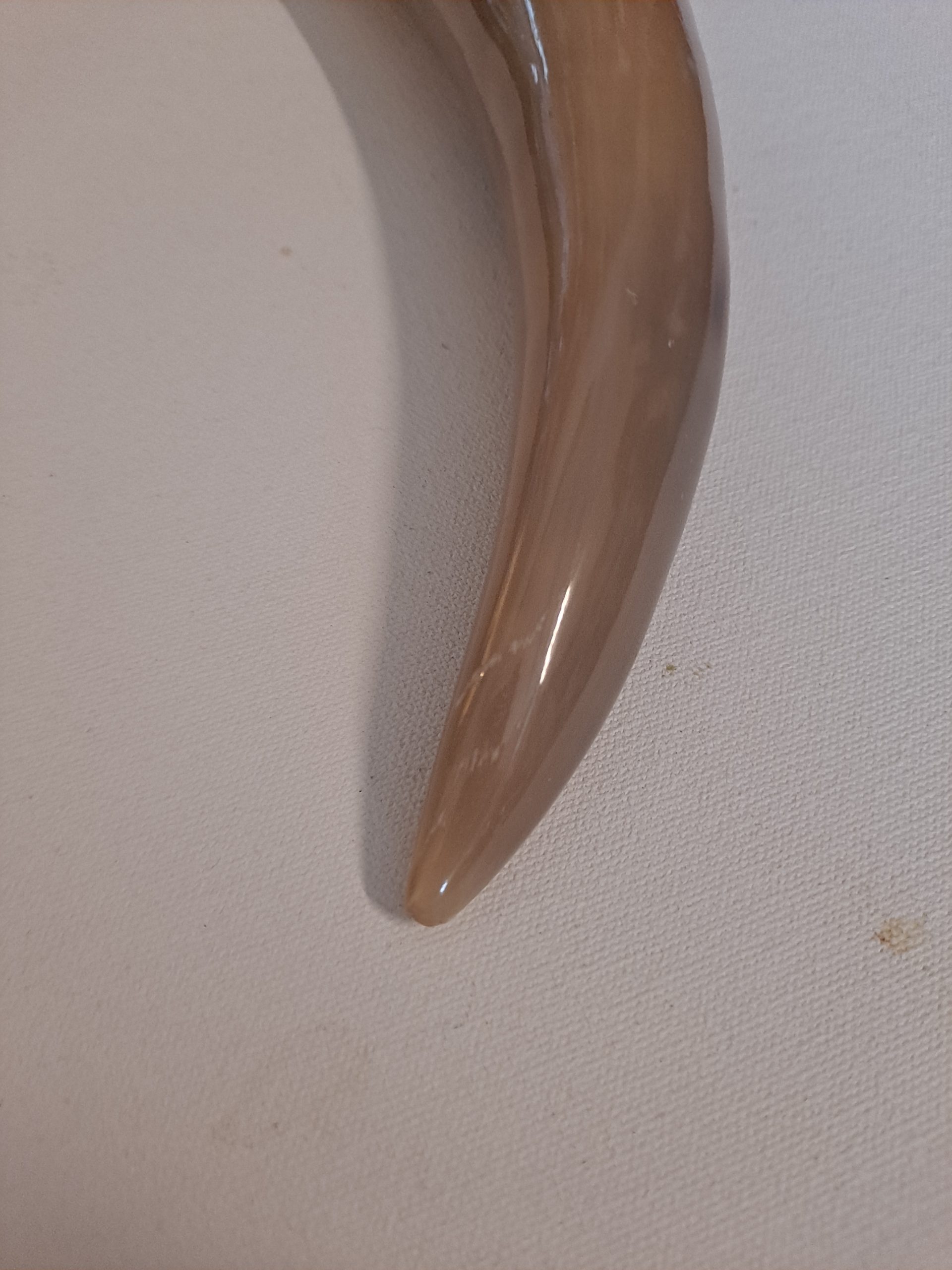 Tan or Beige 7-9" Buffalo Drinking Horn, Polished - Image 4