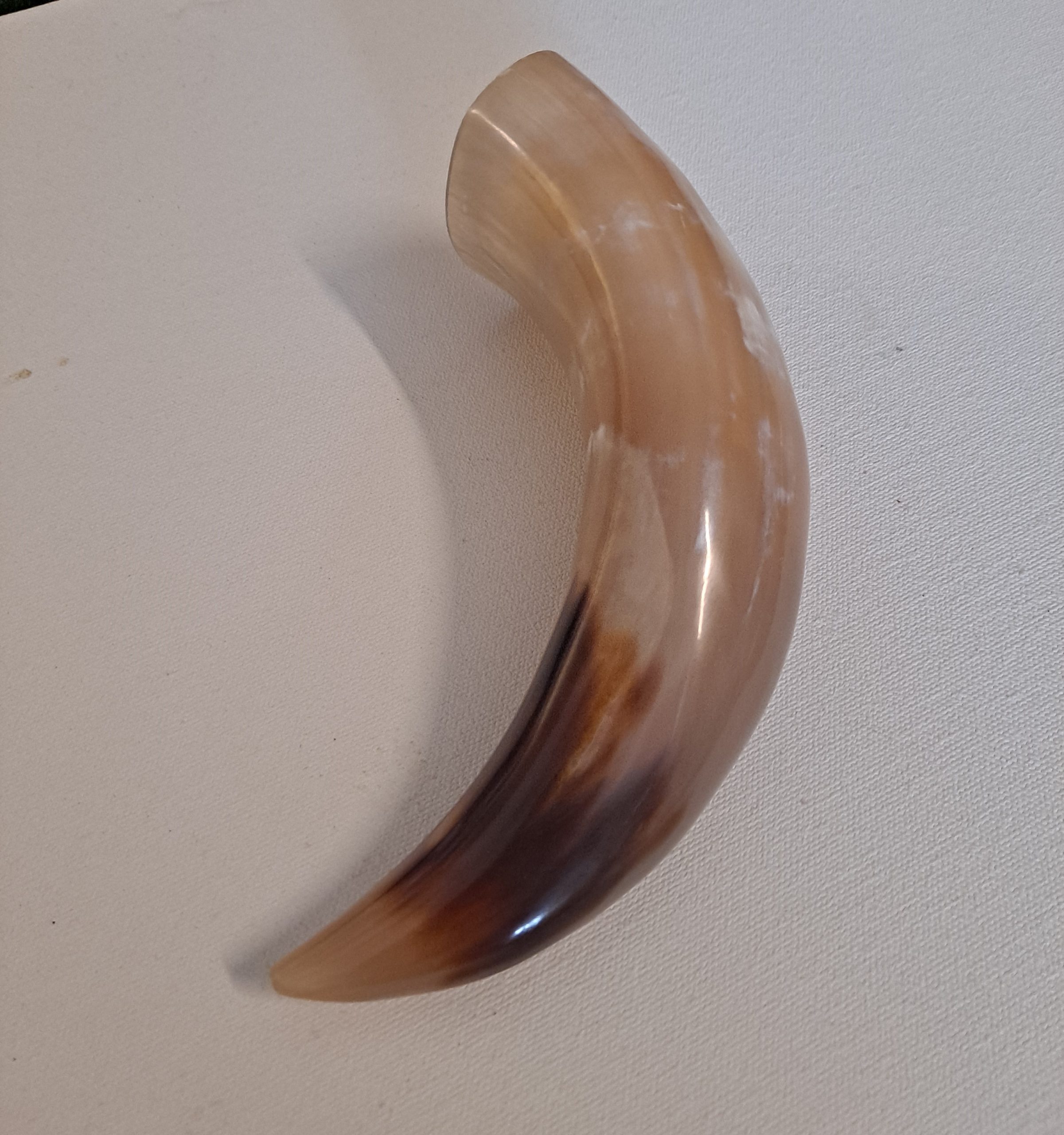 Tan or Beige 7-9" Buffalo Drinking Horn, Polished - Image 5