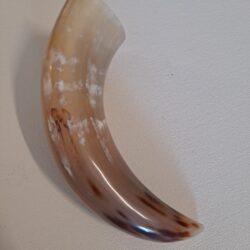 Tan or Beige 7-9" Buffalo Drinking Horn, Polished