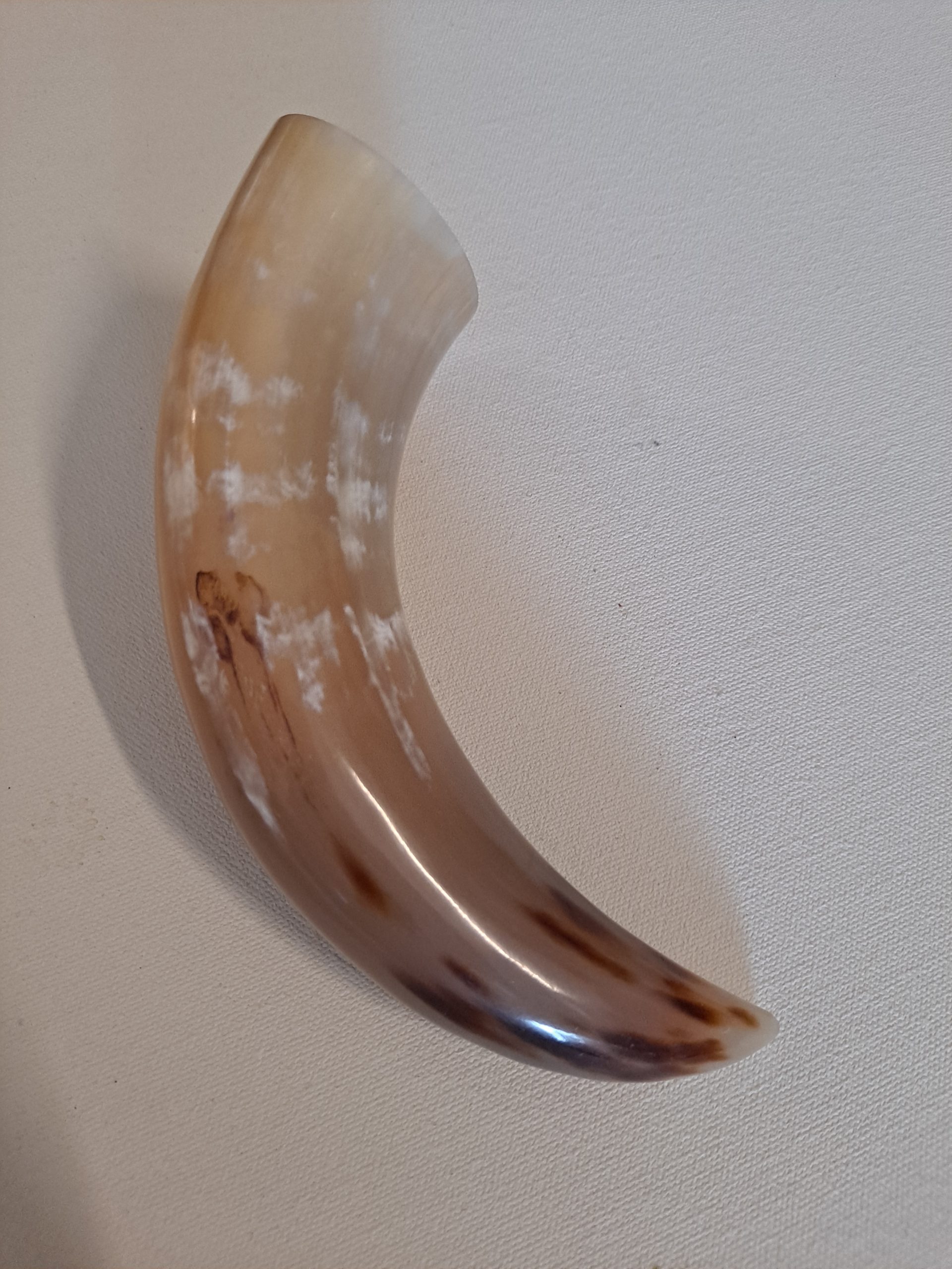 Tan or Beige 7-9" Buffalo Drinking Horn, Polished