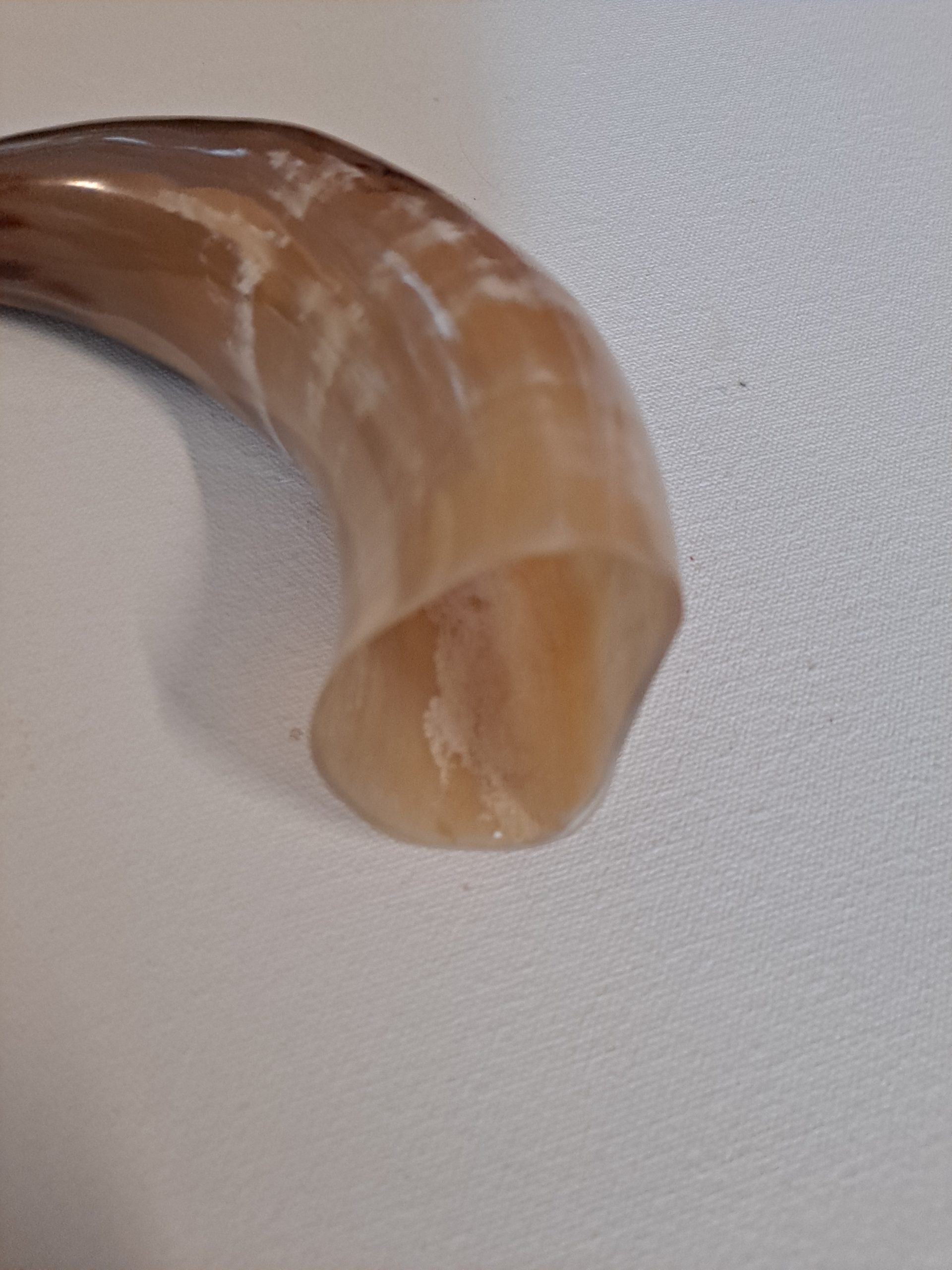 Tan or Beige 7-9" Buffalo Drinking Horn, Polished - Image 6