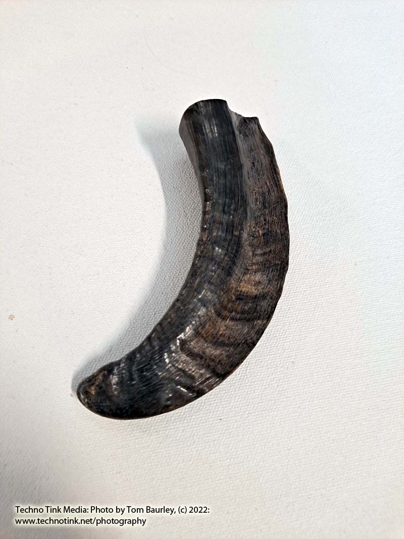 Ram Horn 4-6" - Image 2