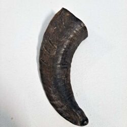 Ram Horn 4-6"