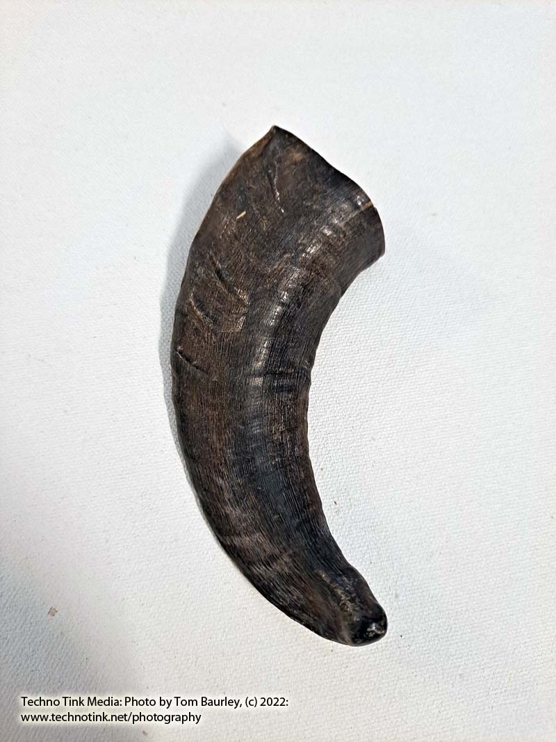 Ram Horn 4-6"