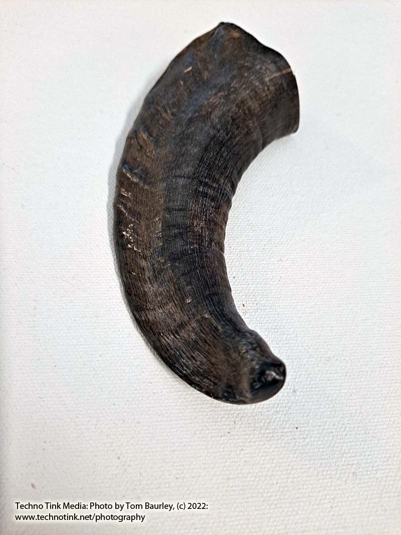 Ram Horn 4-6" - Image 4