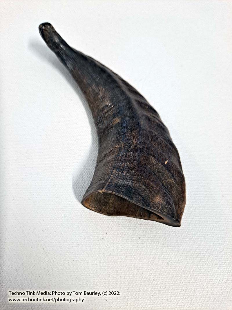 Ram Horn 4-6" - Image 5