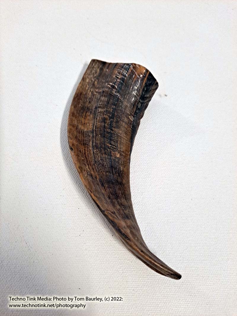 Ram Horn 4-6" - Image 7