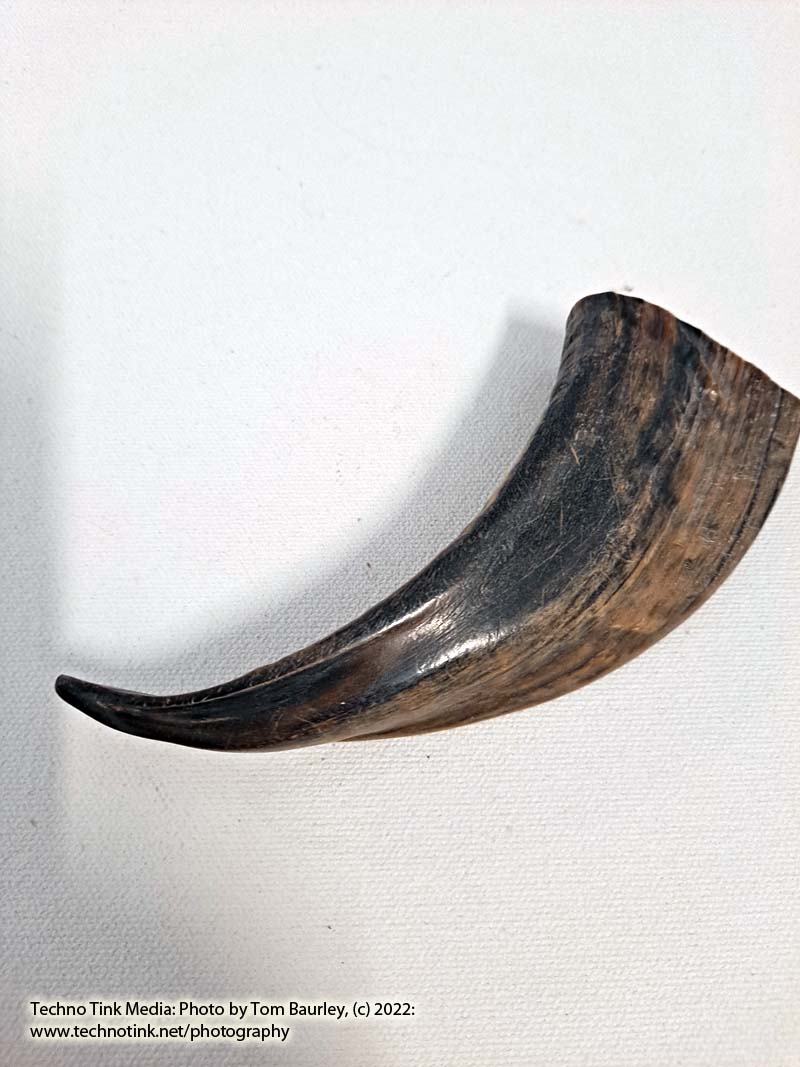 Ram Horn 4-6" - Image 8