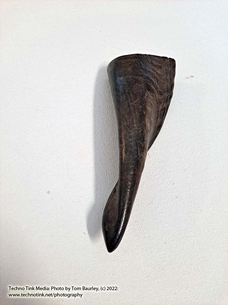 Ram Horn 4-6" - Image 9