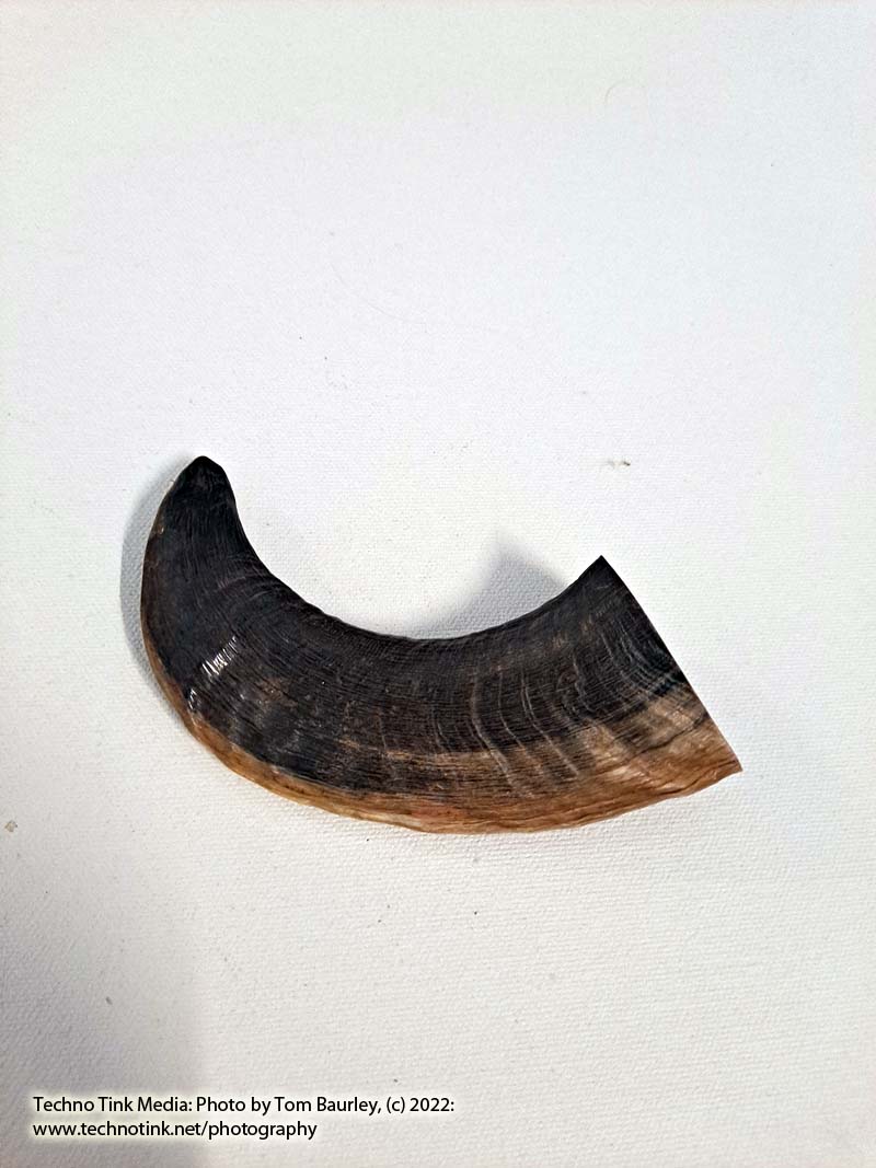 Ram Horn 4-6" - Image 11