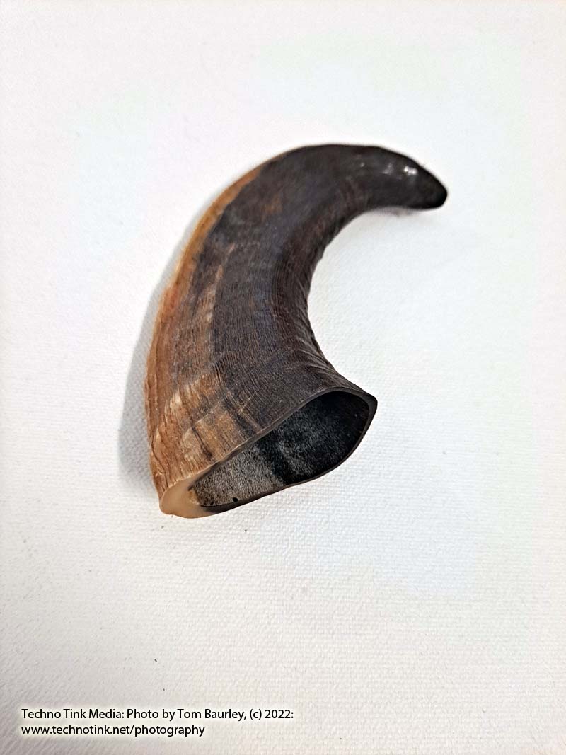 Ram Horn 4-6" - Image 12