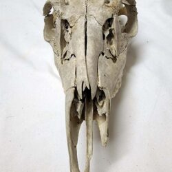 Partial Deer Skull 11" x 5" x 3.5", Hunter cut