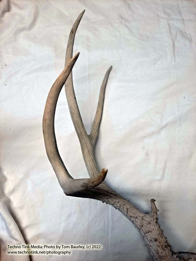 Partial Deer skull occipital with Rack, worn 19"x17"x10" - Image 3