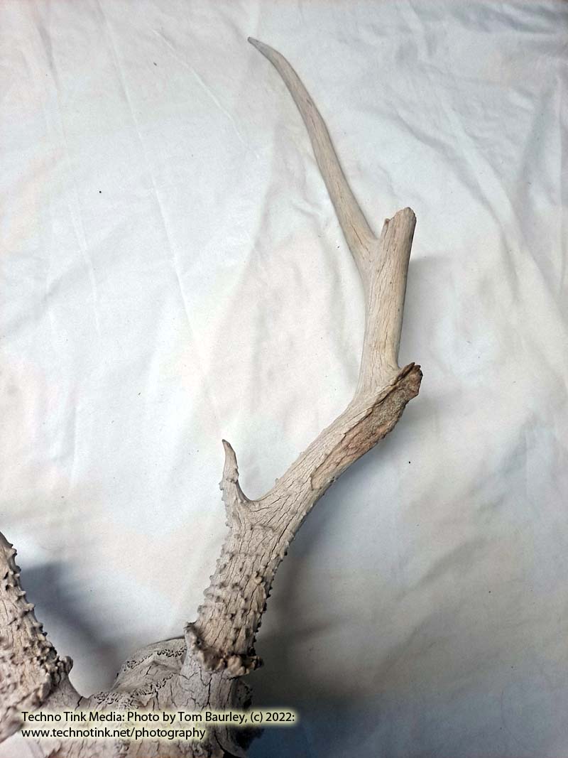 Partial Deer skull occipital with Rack, worn 19"x17"x10" - Image 4