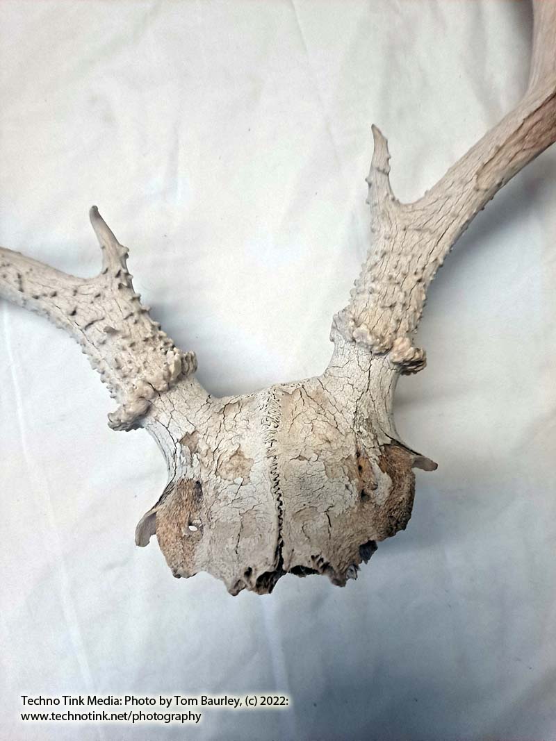 Partial Deer skull occipital with Rack, worn 19"x17"x10" - Image 5