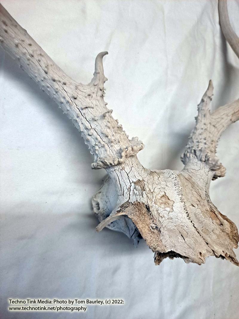 Partial Deer skull occipital with Rack, worn 19"x17"x10" - Image 6