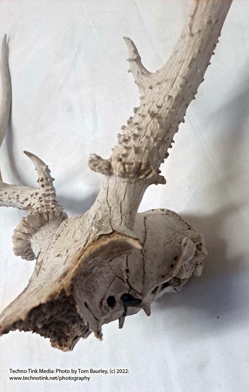 Partial Deer skull occipital with Rack, worn 19"x17"x10" - Image 7