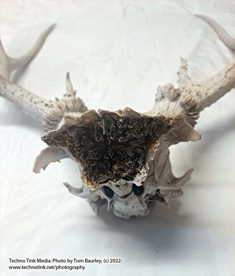 Partial Deer skull occipital with Rack, worn 19"x17"x10" - Image 8