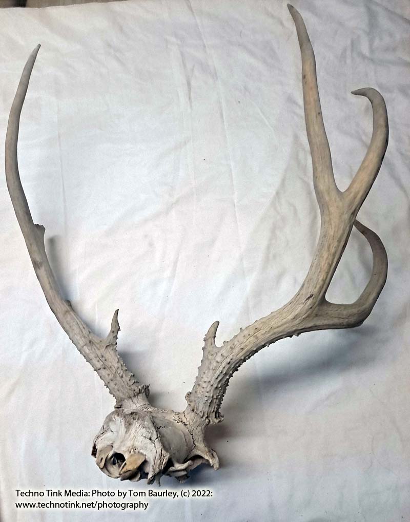 Partial Deer skull occipital with Rack, worn 19"x17"x10" - Image 9