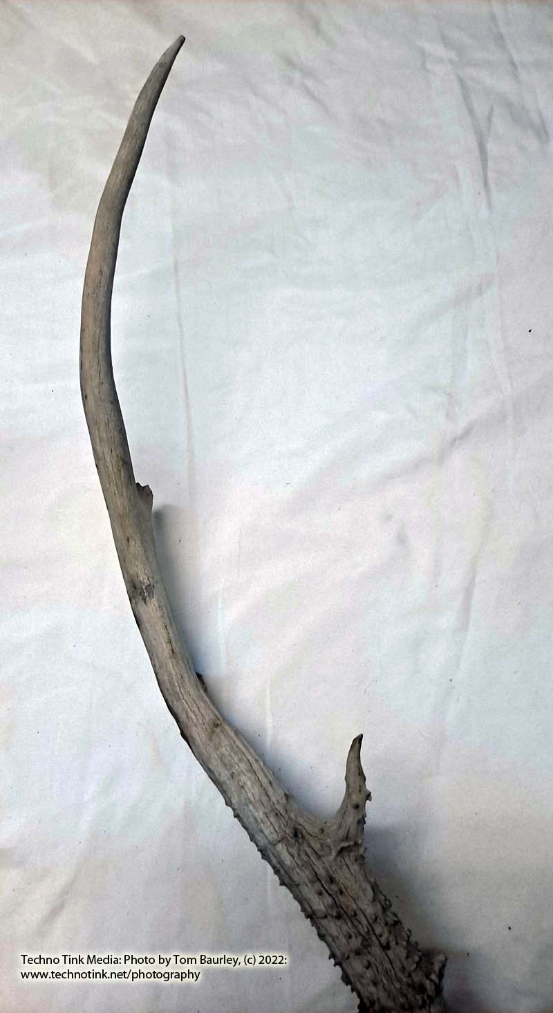 Partial Deer skull occipital with Rack, worn 19"x17"x10" - Image 10