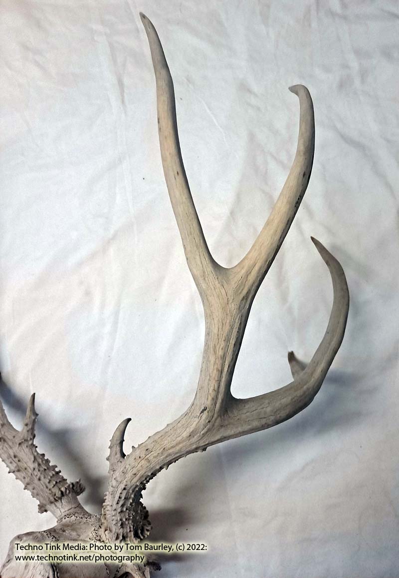 Partial Deer skull occipital with Rack, worn 19"x17"x10" - Image 11